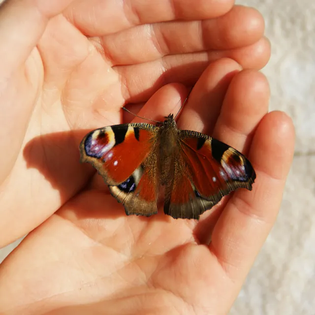 Leben in der Hand